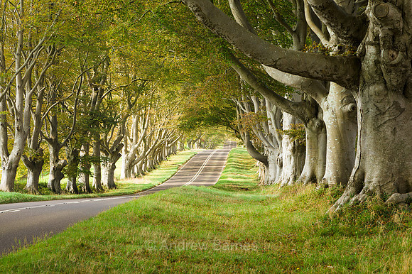 An avenue of beech trees, dappled with late summer sunshine, stretches into the distance between the Kingston Lacy estate and Blandford in Dorset