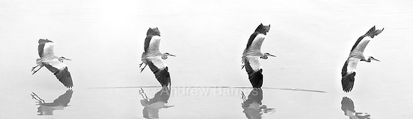 A composite monochrome image of a grey heron gracefully turning towards the bank of the River Thames in London, trailing the tip of its wing along the surface of the water